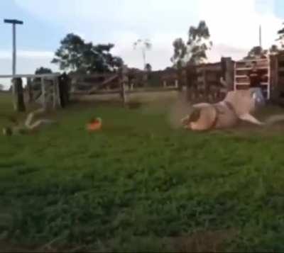 HMFT after I am yeeted by a bull