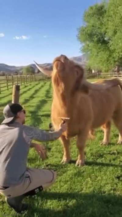 Highland Cow Loves Getting Groomed and Demands More