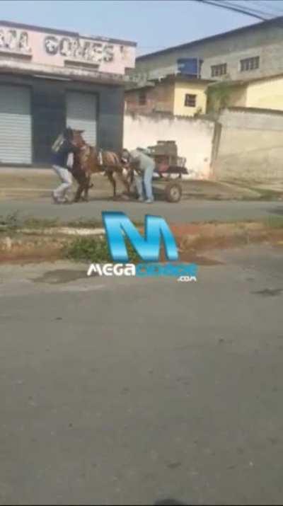 Dog attacks horse. Guess the breed.