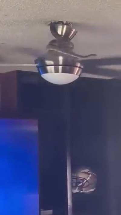 Unexpected snake in the ceiling