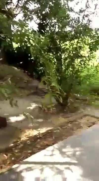 King cobra providing a hood for lord Shiva