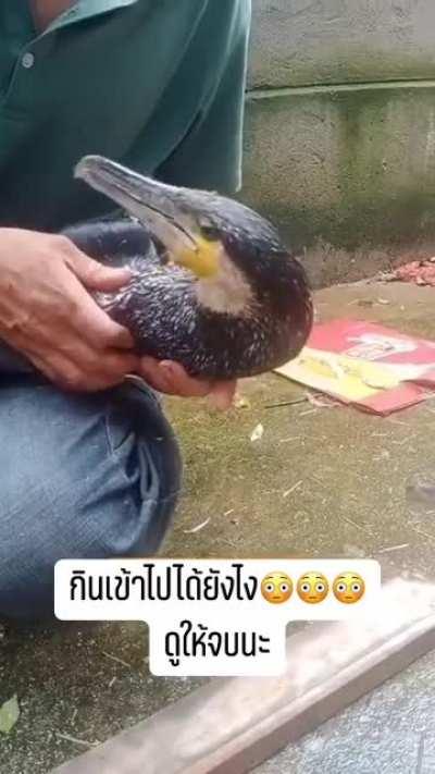 Man saved bird from eating plastic bottle