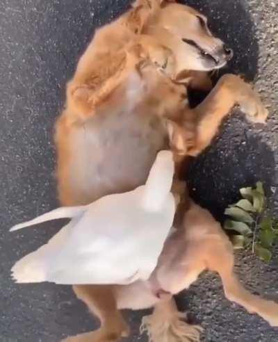 Belly rubs are the best.