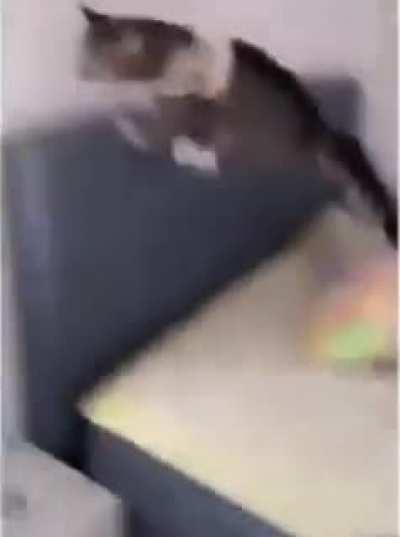 Person terrorises a cat with a vacuum cleaner, the cat's revenge is worth it. (Reposting because it was removed for a poor title)