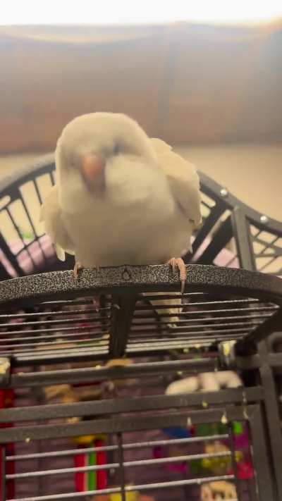 What is this behavior?