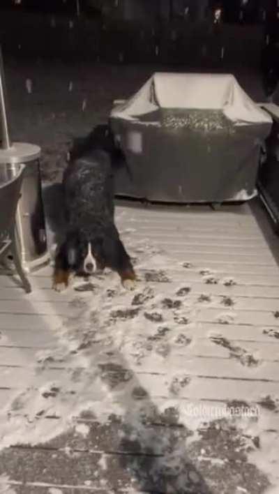 Doggo refuses to come inside when it's snowing.