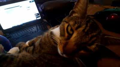 My cat like to keep me company at work