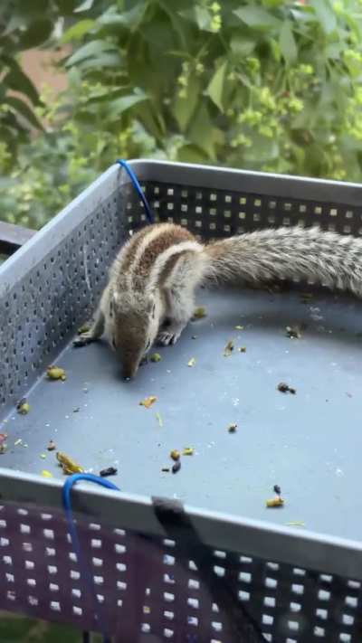 Munching on the leftovers