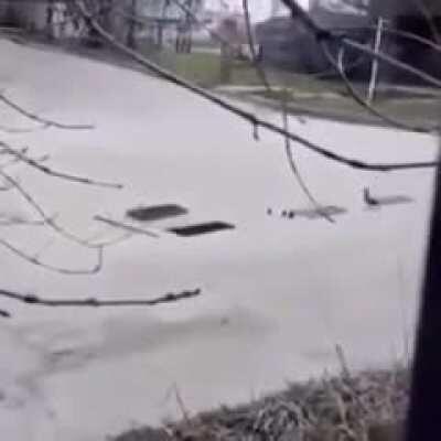 Man puts ducklings inside drain, poor mama duck circles around the drain looking for help