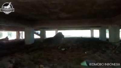 Komodo Dragon swallows a Wild Boar piglet