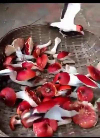 Righteous brothers! A tribulation is approaching me, thus I am selling this Heavenly Treasure - ,,Mushroom-to-Bird Basket''. With time turns mushrooms into birds of equivalent grade. Perfect to speed up the development of your inner world! Will accept her