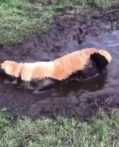 This dog will need a bath later today, lol