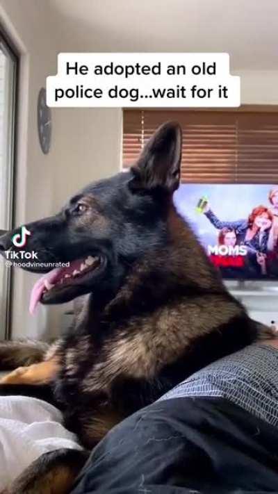 Owning a Police Dogo