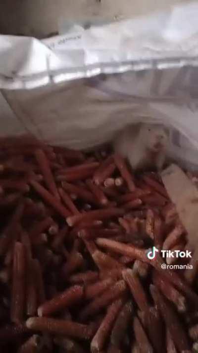 Baby capybara caught stealing... Romania moment. 🇷🇴 💪