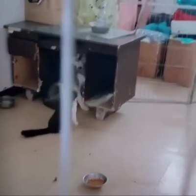 When the cat gets a power-up.