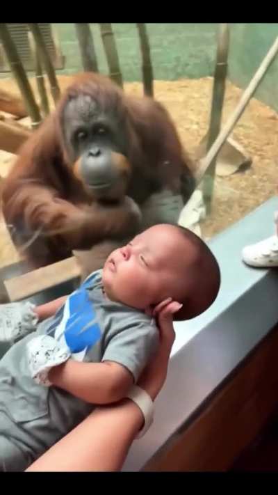 Apes adoring human babies compilation
