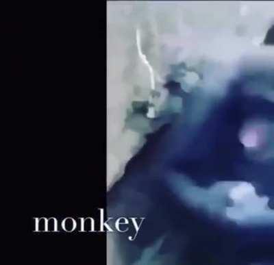 Monke