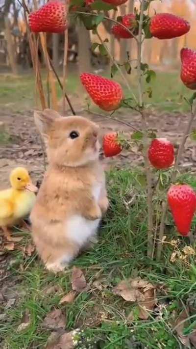 Just a bunny eating strawberry 🍓!!!