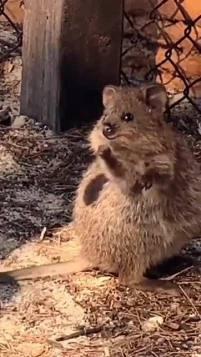 An Aussie entertaining a quokka