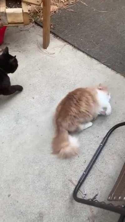 Ash asking to go outside