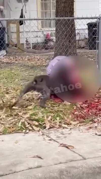 Old man attacked by pitbulls in Texas. (Died from injuries)