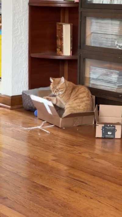 She spends hours a day just pulling on her box flap.