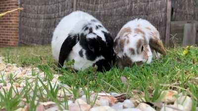 Speed effect or that sheer food panic/joy?