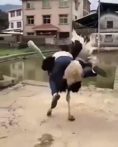 Every Ark player in a nutshell