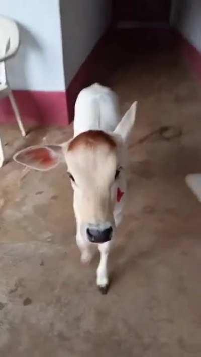 Cute Baby Cow 😘😘😘😚 Very Innocent.