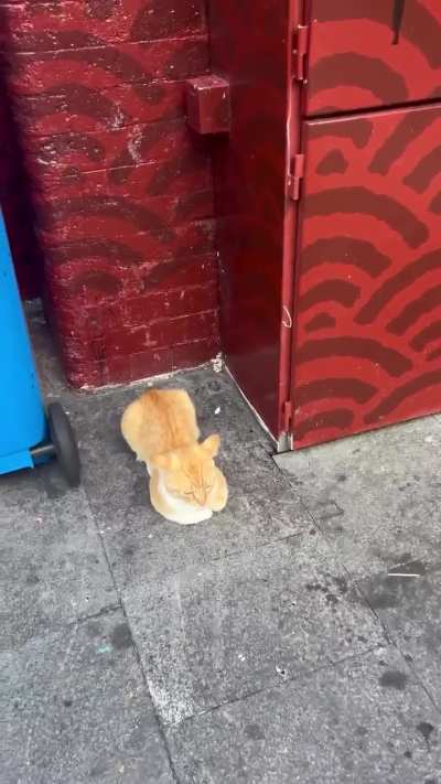 Cat listed as tourist attraction on google