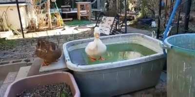 Duck wanted to take a bath