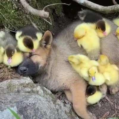 eViL dUCks BRuTalLy muRDeR iNnOcENt DOGE