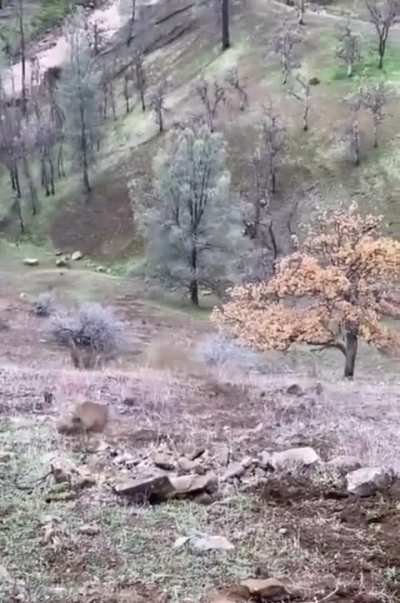 Rock rolls down hill and takes out tree