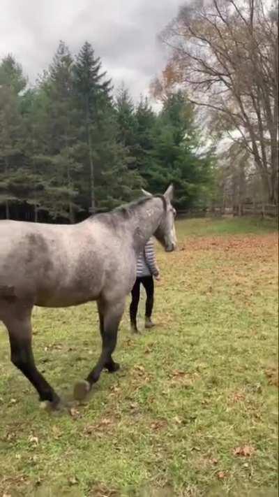 Horse walks along with a imaginary leash