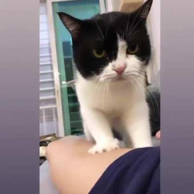 Working hard for that tuna