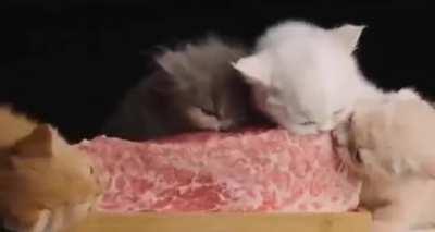 Meat vs Kittens