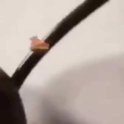 Le quirky title about cessation of vital signs has arrived