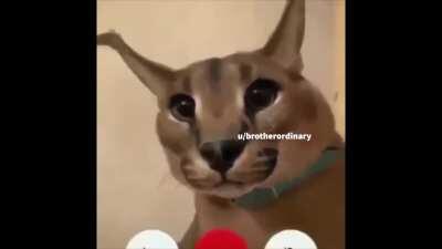 based on floppa.wrld 's one, but a little longer and a lot more low effort because i made this at 4 am