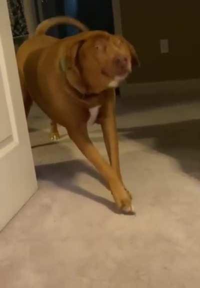 He doesn't look very smart !