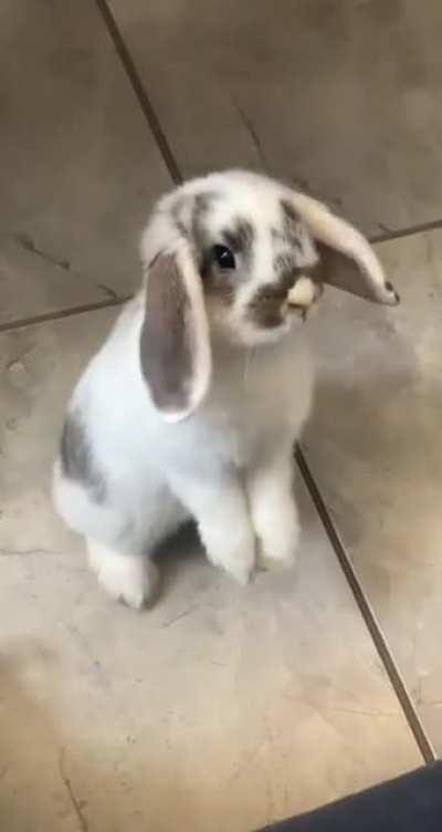 Stella wondering how to get on the couch🥰