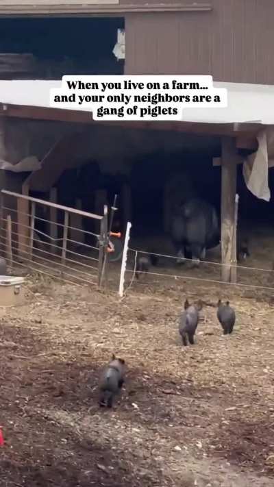 gAng oF dAnGerOUs dElinQuEntS cOUghT trYinG tO bREak iN