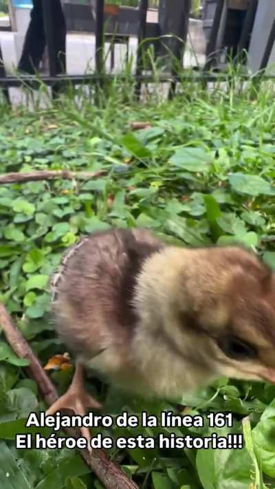 Chofer de la línea 16 se encontró con cinco polluelitos de pavo real y se encargó de vigilarlos hasta que vinieran a rescatarlos