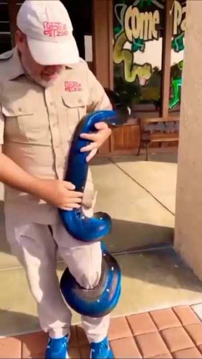 Beautiful Blue Snake!