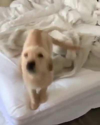 Flufer exited to be greeted by his human in the morning