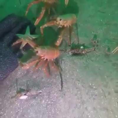 Blursed_crab
