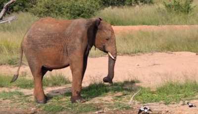🔥Lapwings defending their nesting site, repeatedly calling at the giant elephant to keep it at a distance.