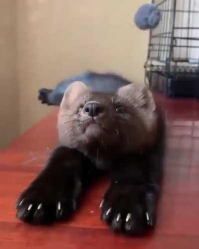 Cheerful and energetic..