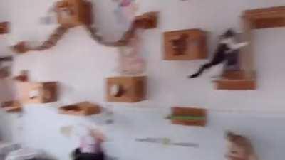 Cats love this build