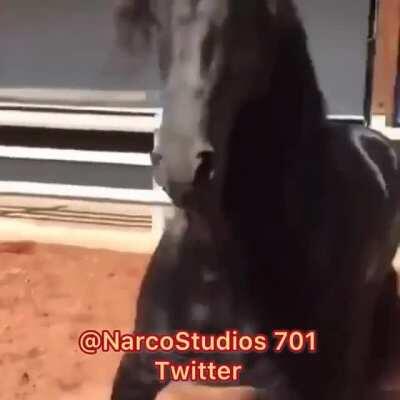 Some Narcos Edit i put on my twitter.. Actually has real narco footage.