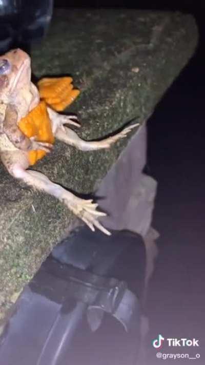 CHEDDA🥶🥶😈😈😴😴